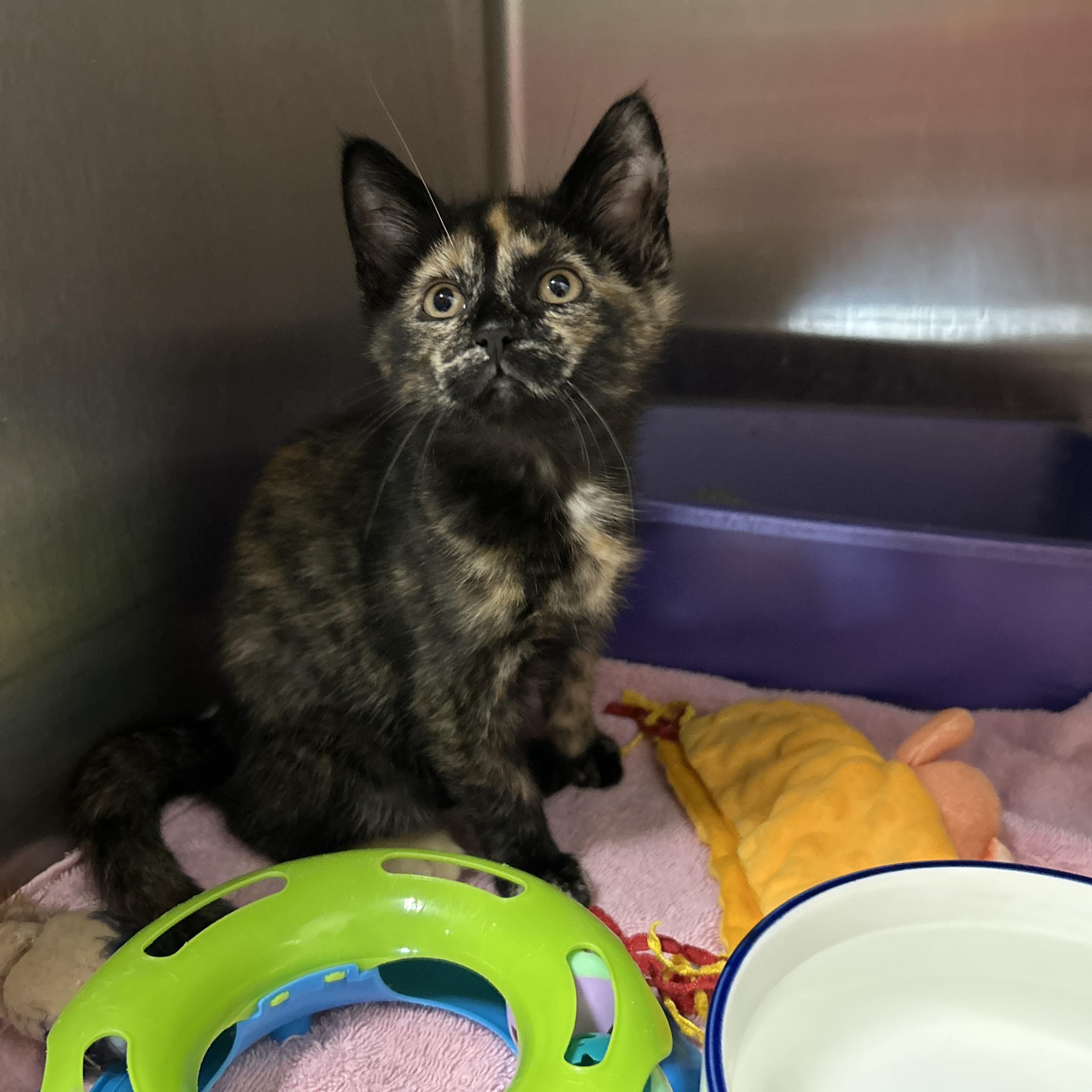 Enlarge Gigi Hadid, an adopted Tortoiseshell in La Grange Park, IL image 4/6