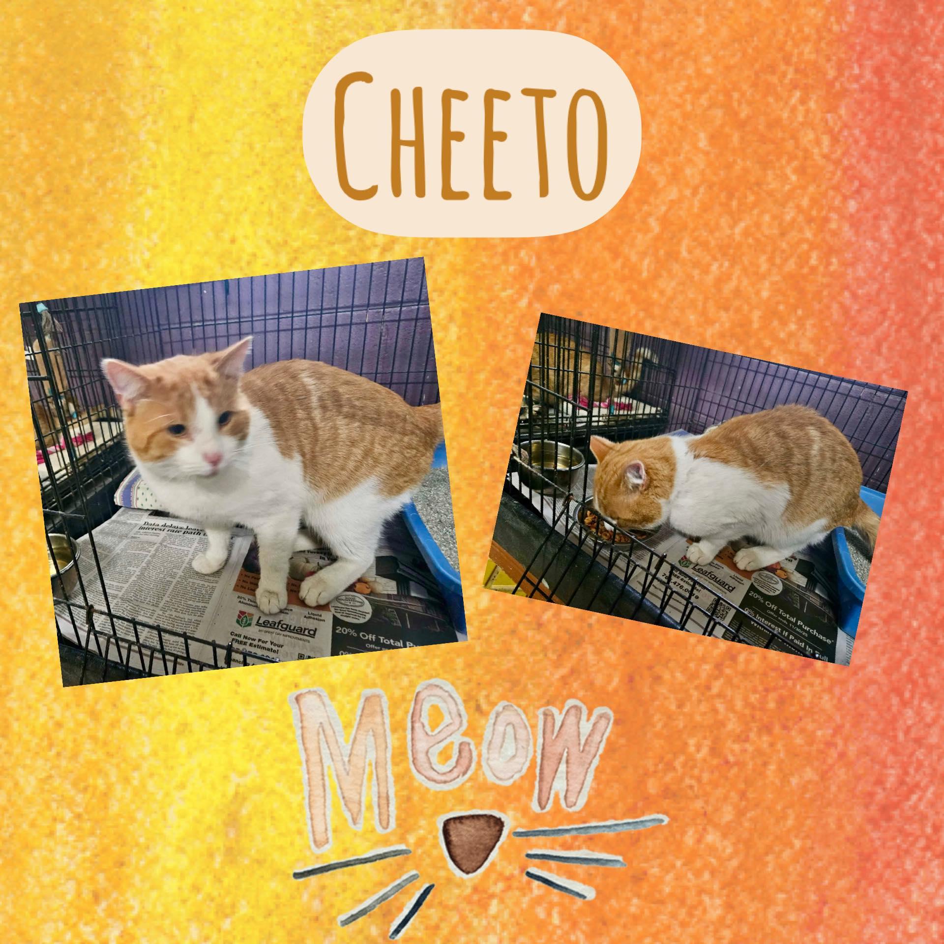 Enlarge Cheeto, a ADOPTABLE Domestic Short Hair in Monticello, IN image 1/1