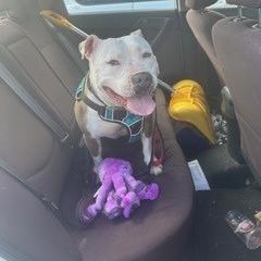 Rain, a Adoptable mixed breed in Easton, PA image 1/6