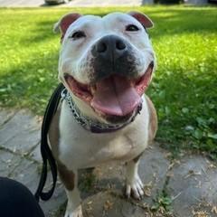 Rain, a Adoptable mixed breed in Easton, PA image 2/6