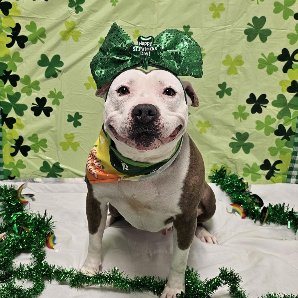 Rain, a Adoptable mixed breed in Easton, PA image 3/6