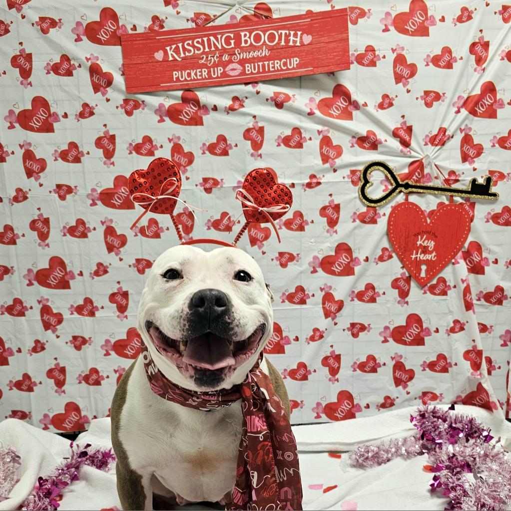 Rain, a Adoptable mixed breed in Easton, PA image 4/6