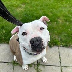 Rain, a Adoptable mixed breed in Easton, PA image 5/6