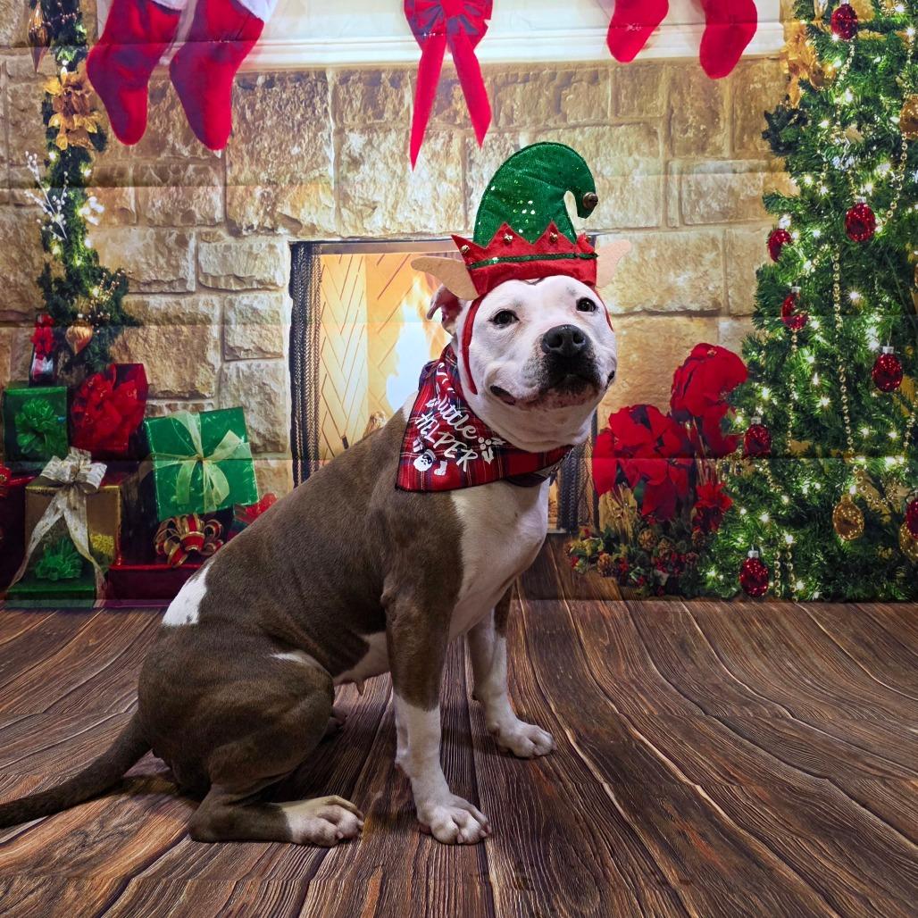 Rain, a Adoptable mixed breed in Easton, PA image 6/6