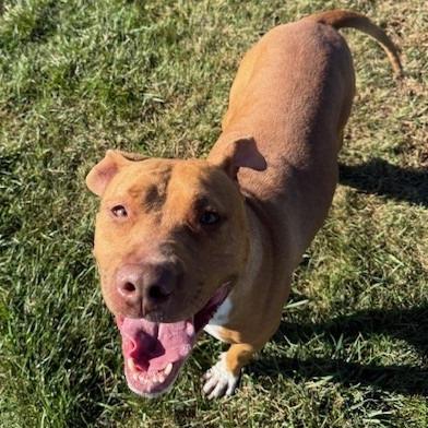 Enlarge Suzie, a Adoptable mixed breed in Bristol, IN image 3/6