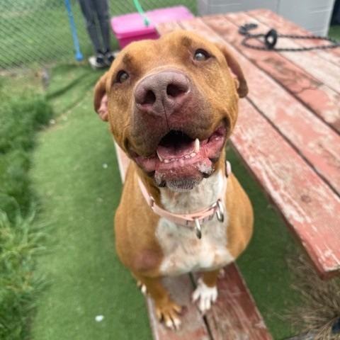 Enlarge Suzie, a Adoptable mixed breed in Bristol, IN image 5/6