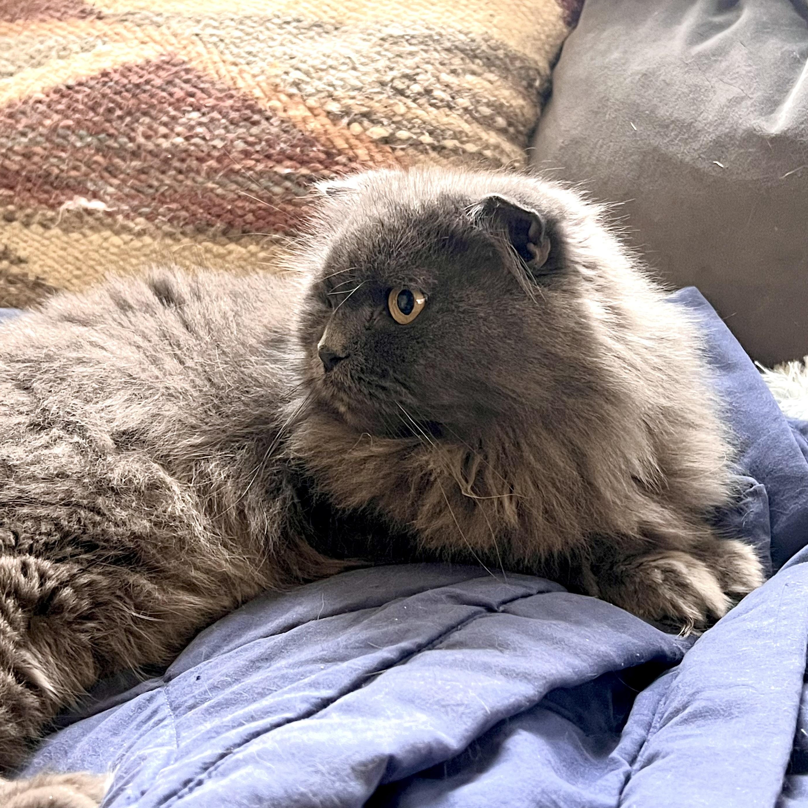 Enlarge Coco, a Adoptable mixed breed in Maplewood, NJ image 1/5