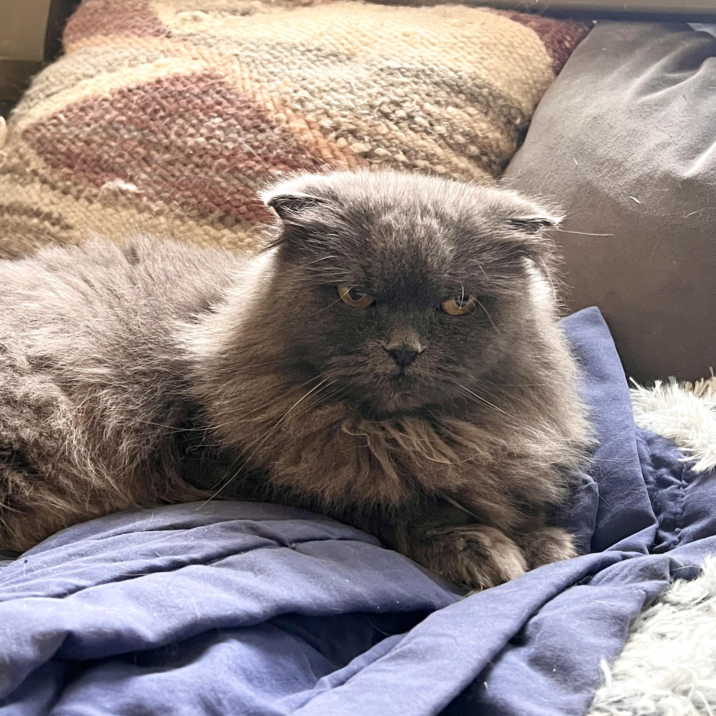 Enlarge Coco, a Adoptable mixed breed in Maplewood, NJ image 4/5