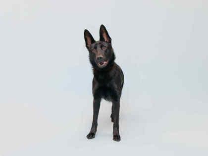 Kinzey, adoptable, Adult Female Shepherd.