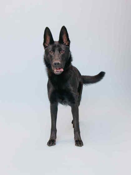 Enlarge Kinzey, an adoptable mixed breed in Sevierville, TN image 2/2