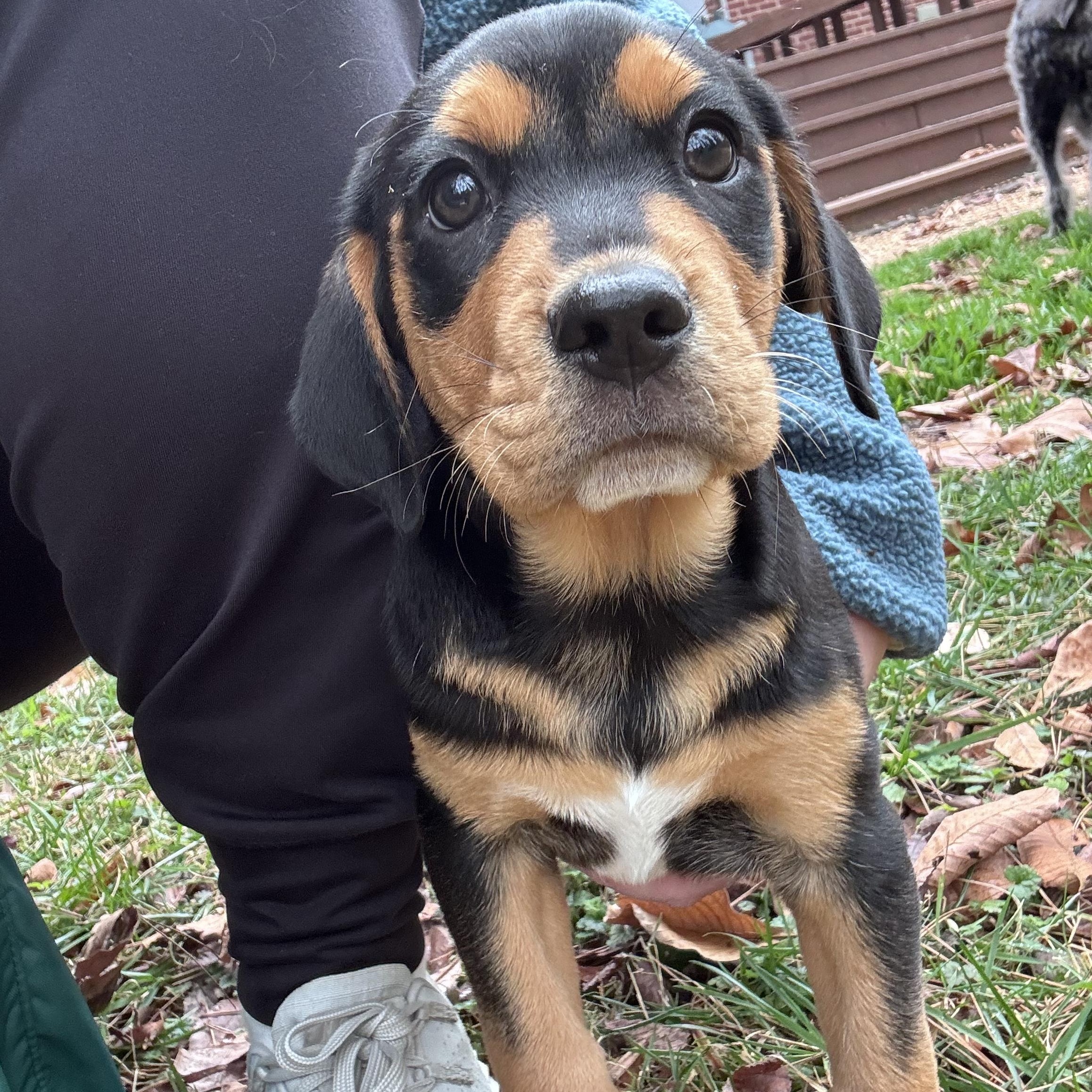 Enlarge Toad, a Adoptable mixed breed in Charlotte, NC image 2/4