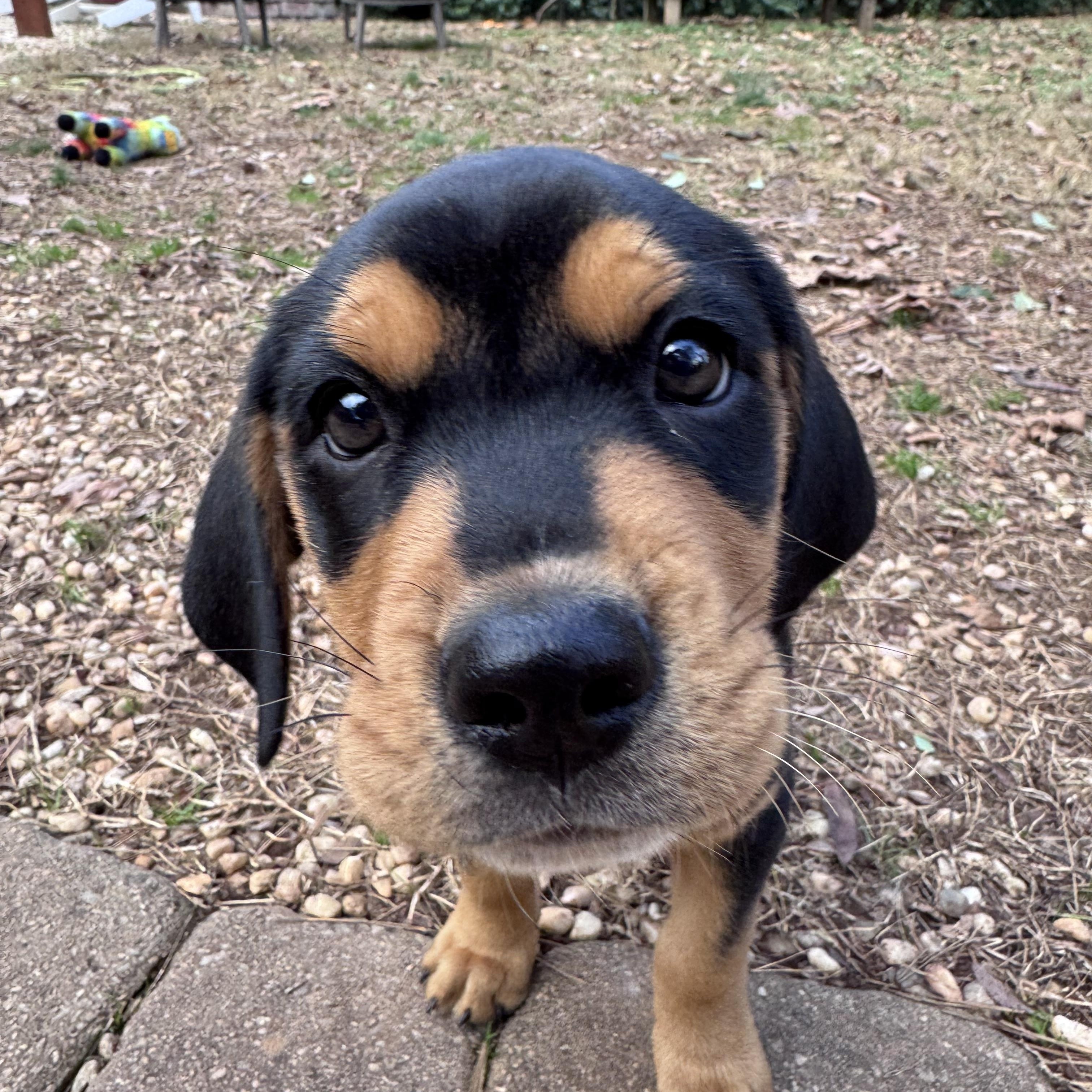 Enlarge Toad, a Adoptable mixed breed in Charlotte, NC image 1/4