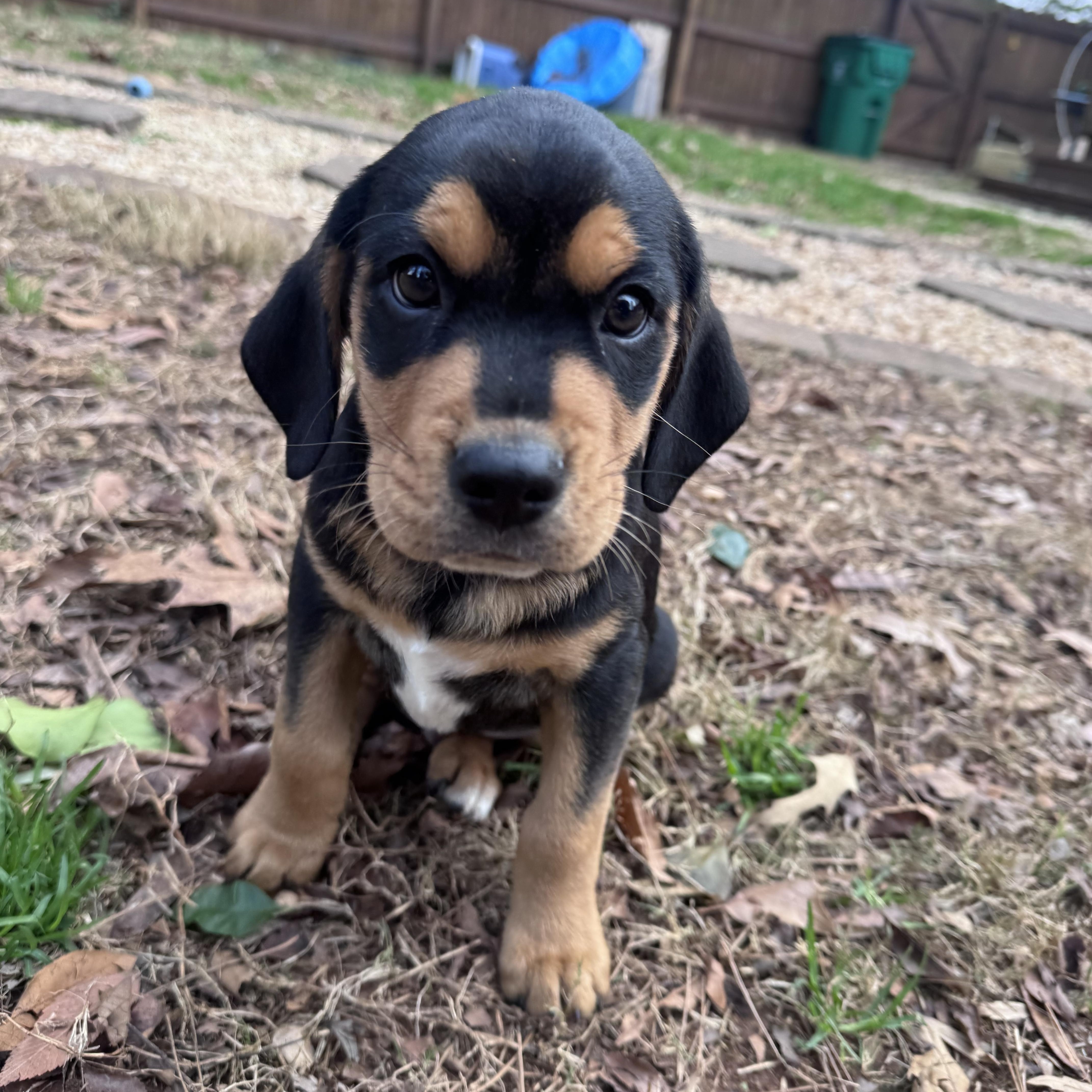 Enlarge Toad, a Adoptable mixed breed in Charlotte, NC image 4/4