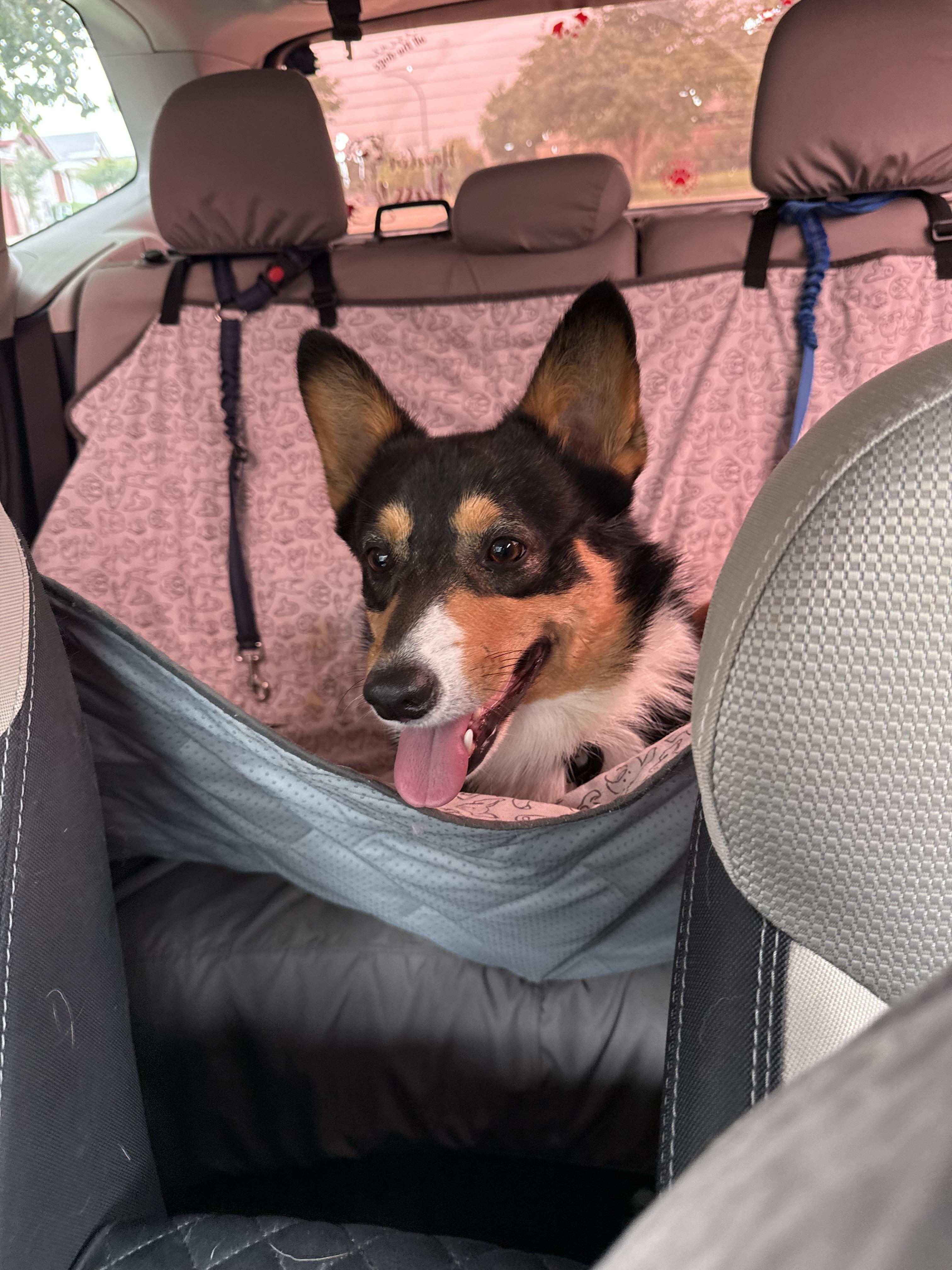 Duke Riley, Adoptable, Young Male Pembroke Welsh Corgi.
