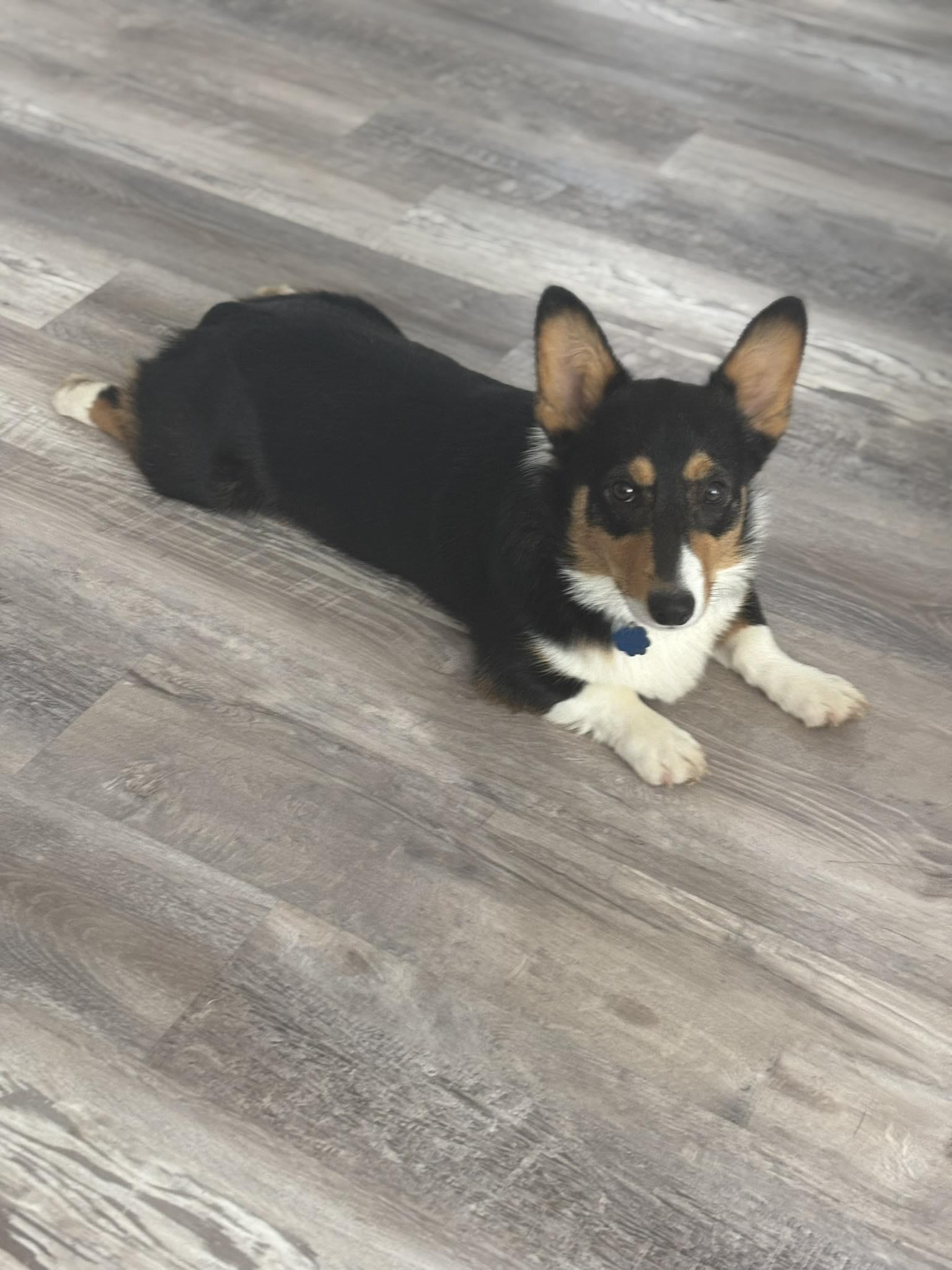 Duke Riley, a Adoptable Pembroke Welsh Corgi in Arlington, TX image 2/2