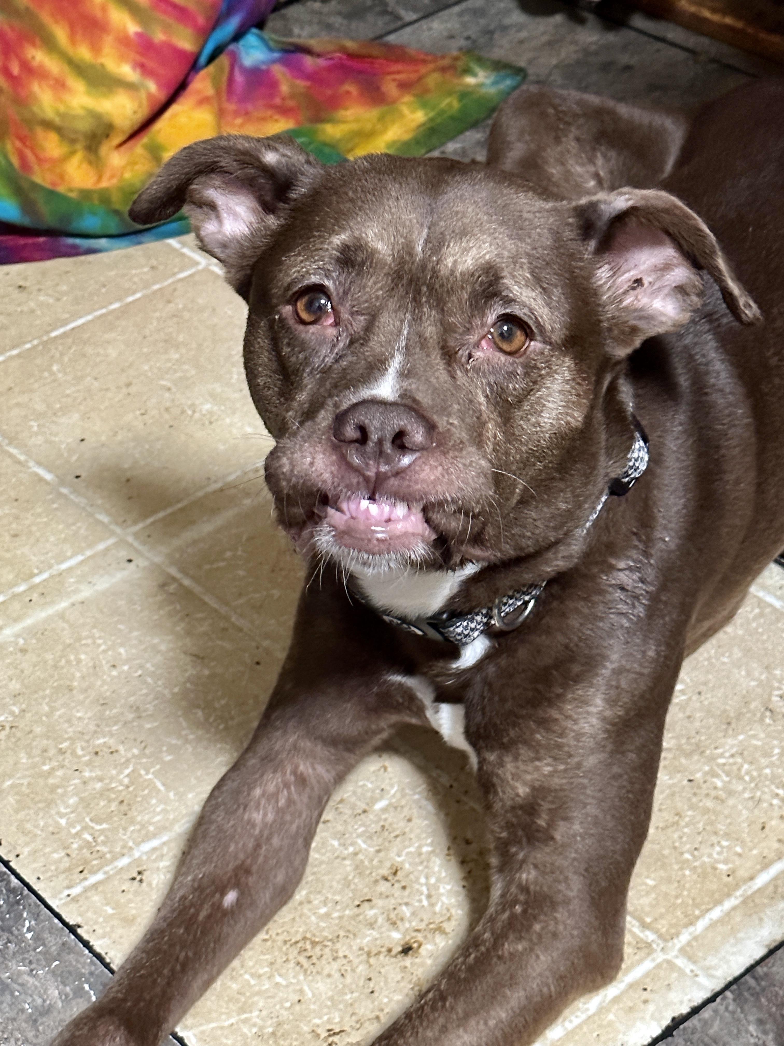 Dove, Adoptable, Adult Female Pit Bull Terrier.