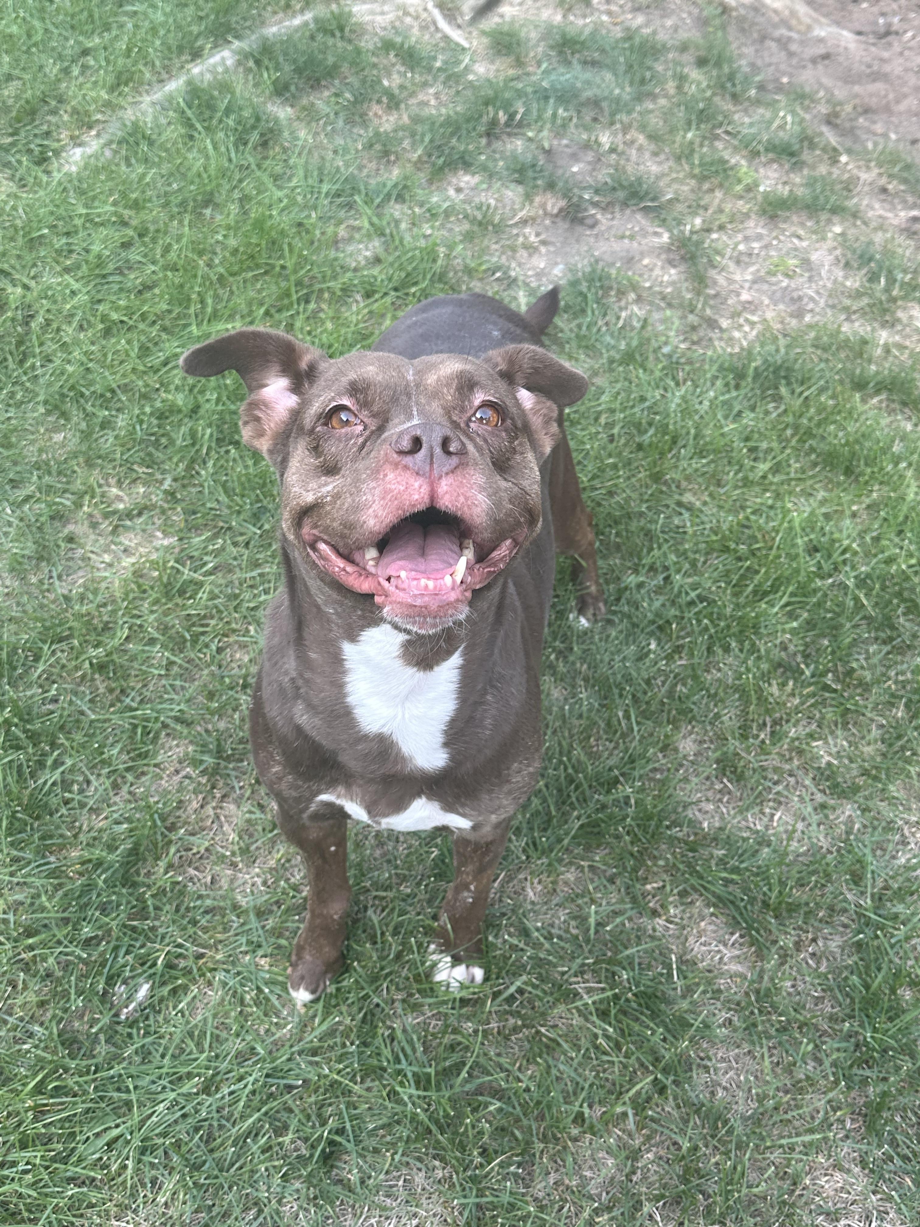 Dove, a Adoptable mixed breed in Grand Rapids, MI image 4/6