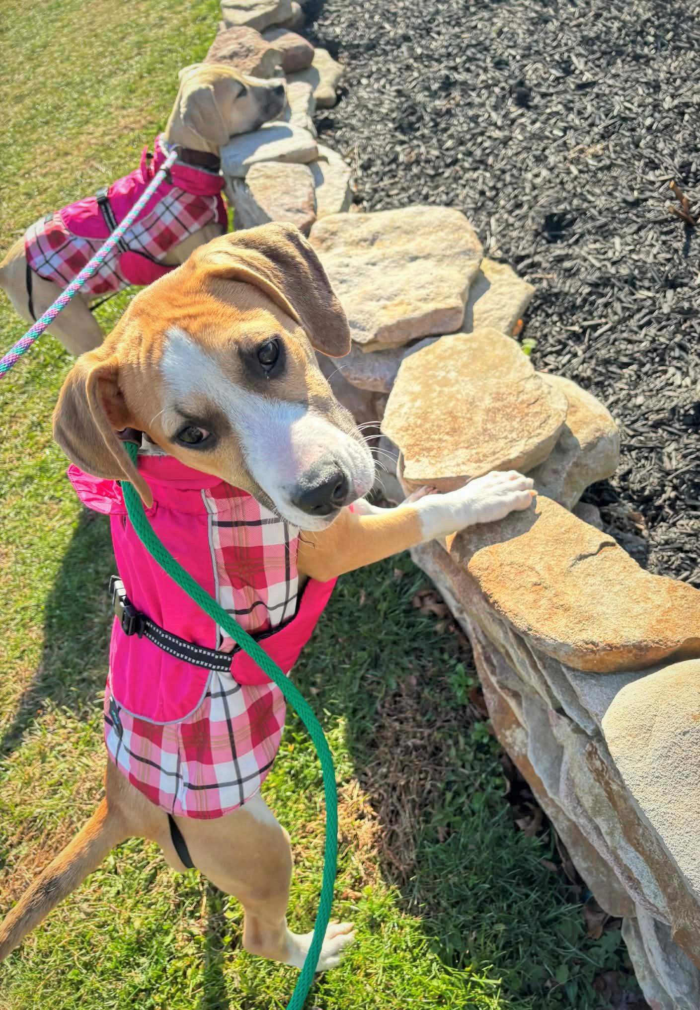 Zoe, ADOPTABLE, Puppy Female Beagle.