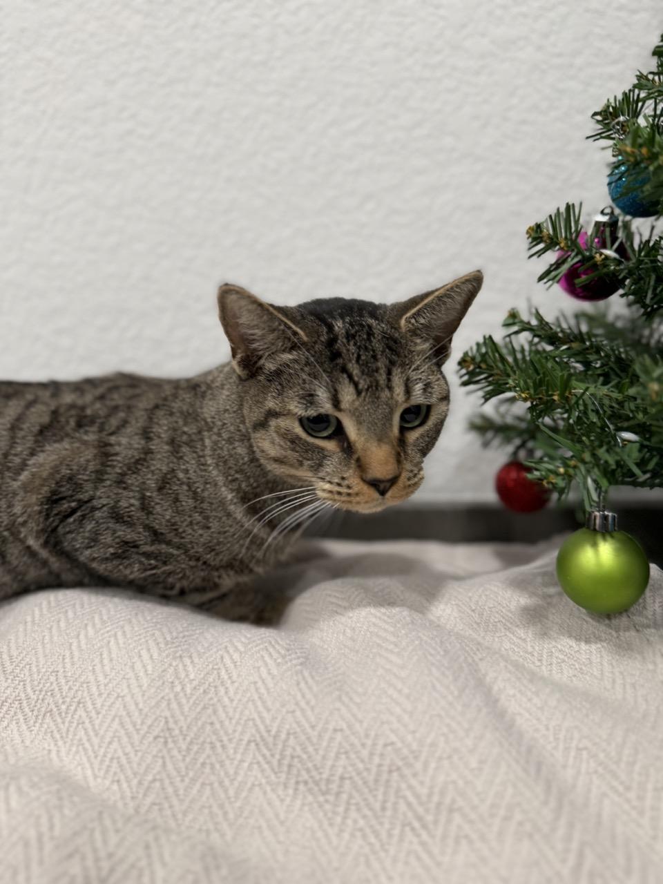 Penelope, ADOPTABLE, Young Female Domestic Short Hair.