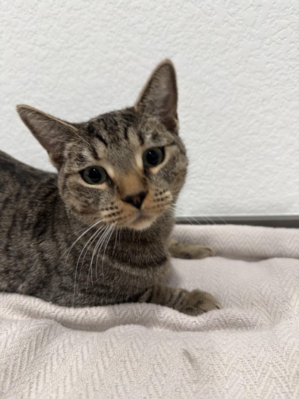 Penelope, a ADOPTABLE Domestic Short Hair in Las Vegas, NV image 2/4