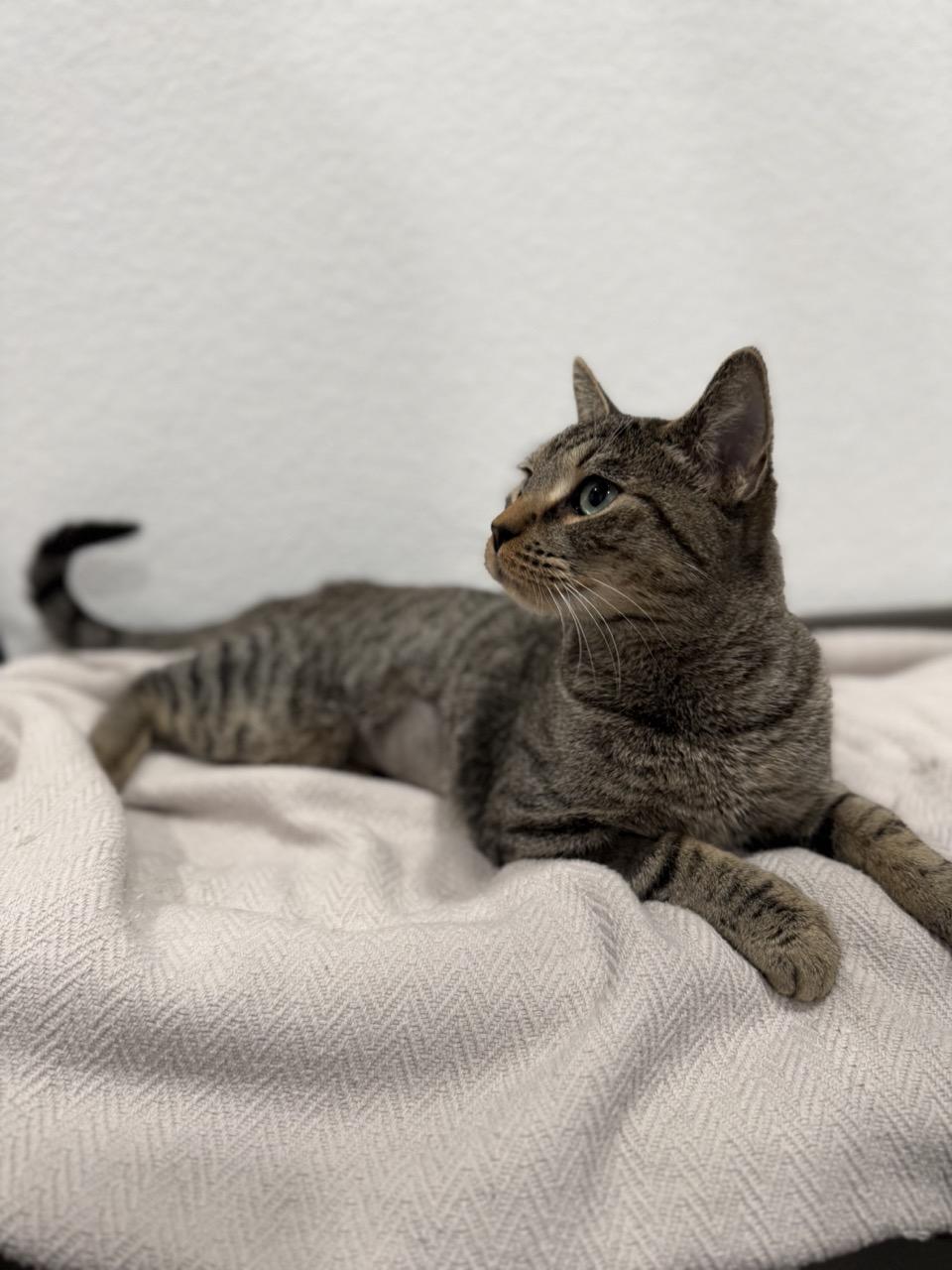 Penelope, a ADOPTABLE Domestic Short Hair in Las Vegas, NV image 3/4