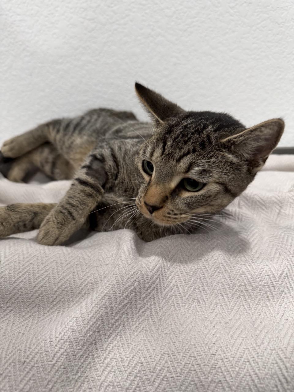 Penelope, a ADOPTABLE Domestic Short Hair in Las Vegas, NV image 4/4