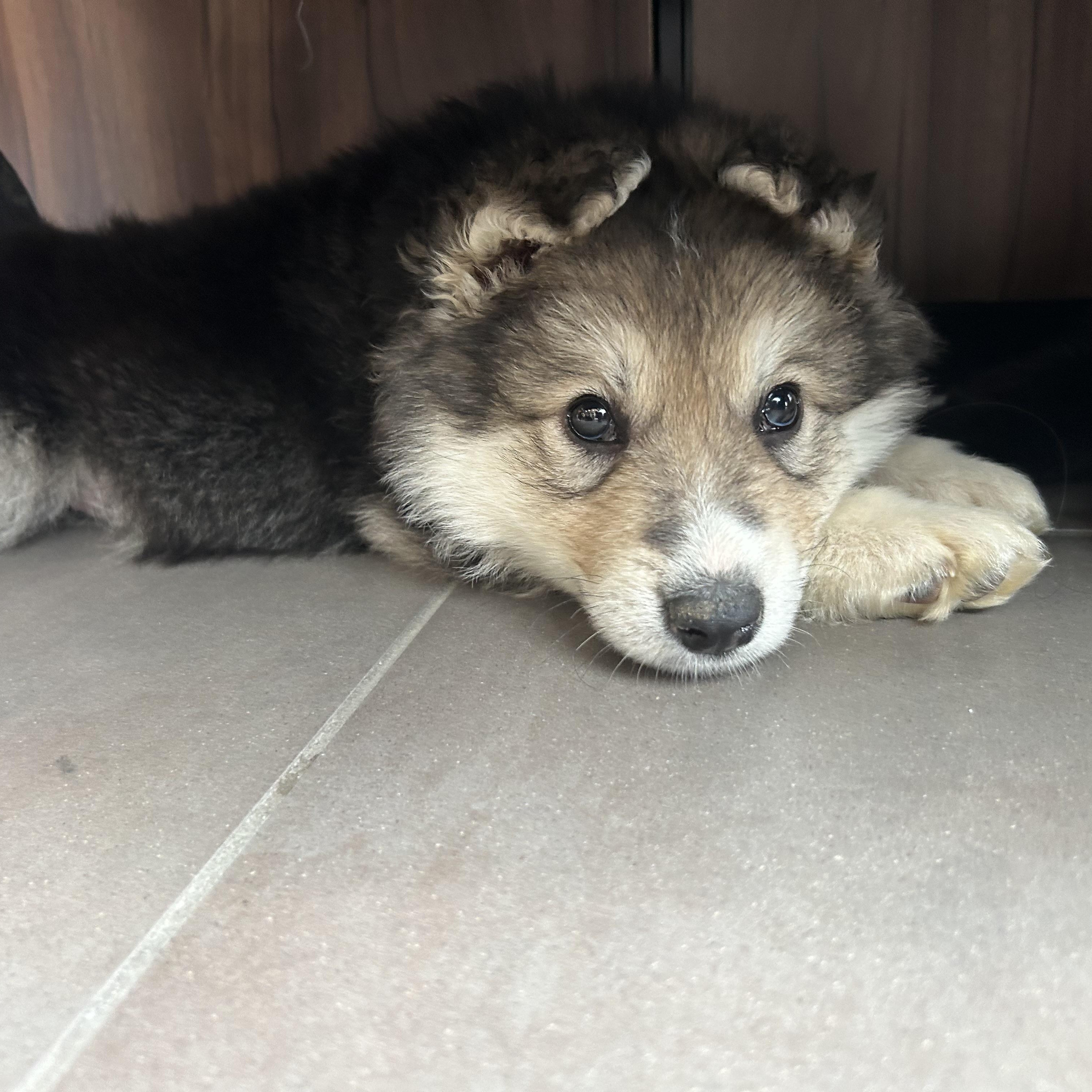 Grits, a Adoptable mixed breed in Saskatoon, SK image 3/6