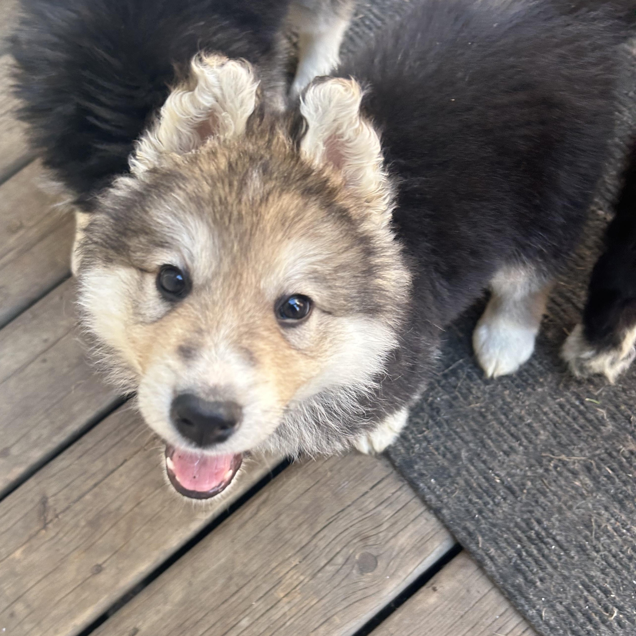 Grits, a Adoptable mixed breed in Saskatoon, SK image 4/6