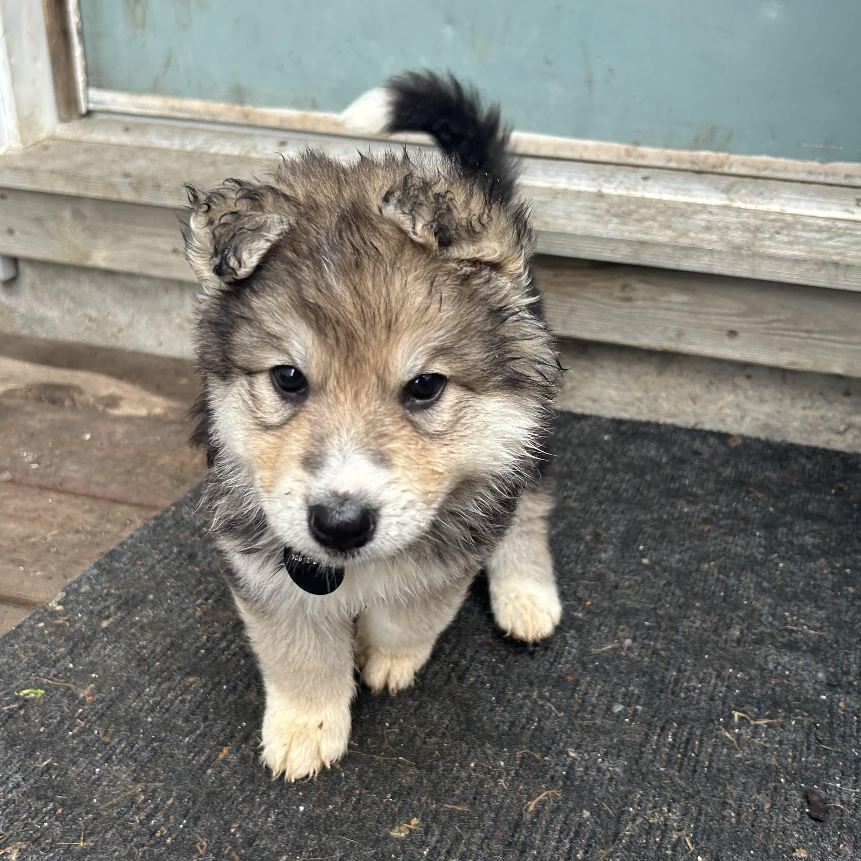 Grits, a Adoptable mixed breed in Saskatoon, SK image 2/6