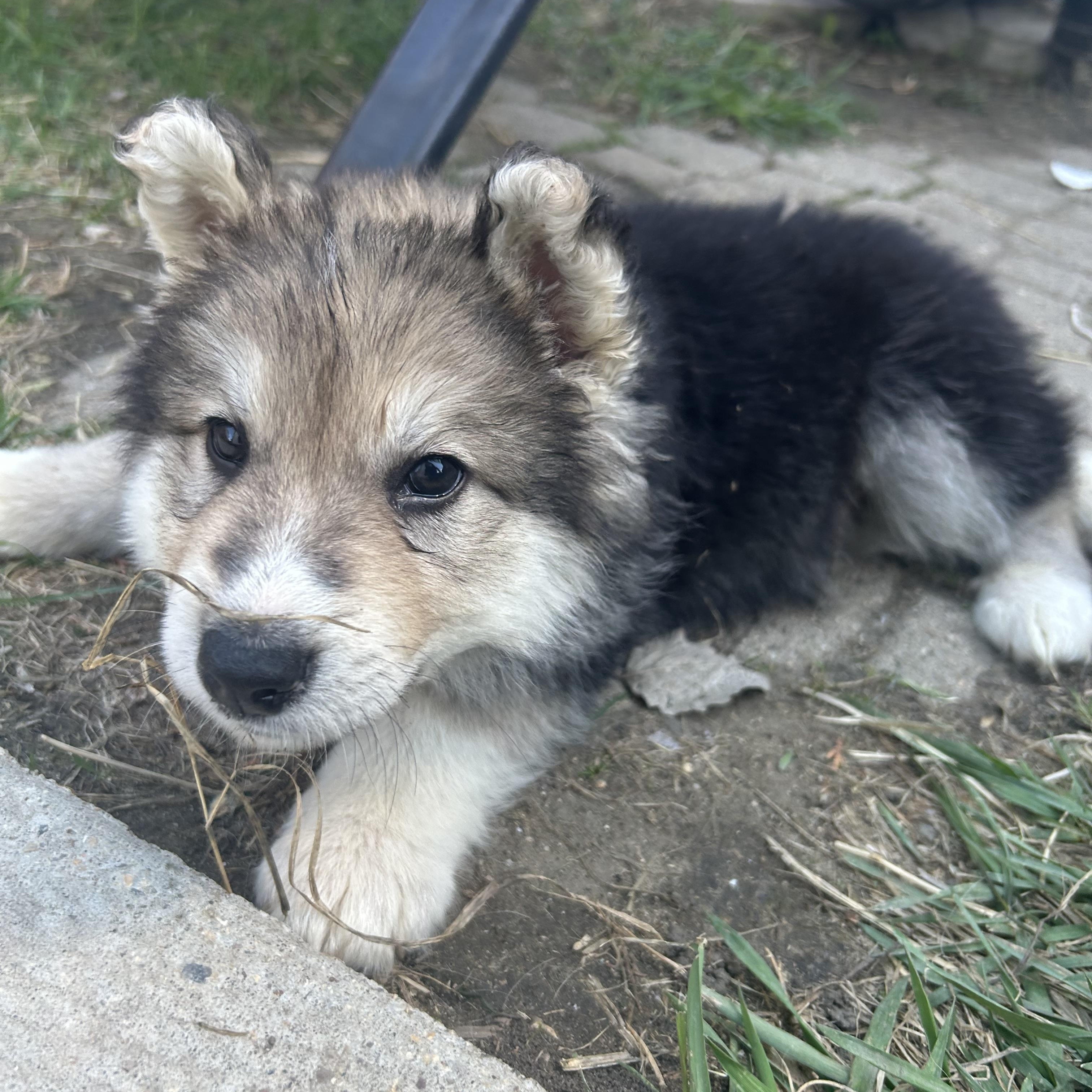 Grits, a Adoptable mixed breed in Saskatoon, SK image 5/6