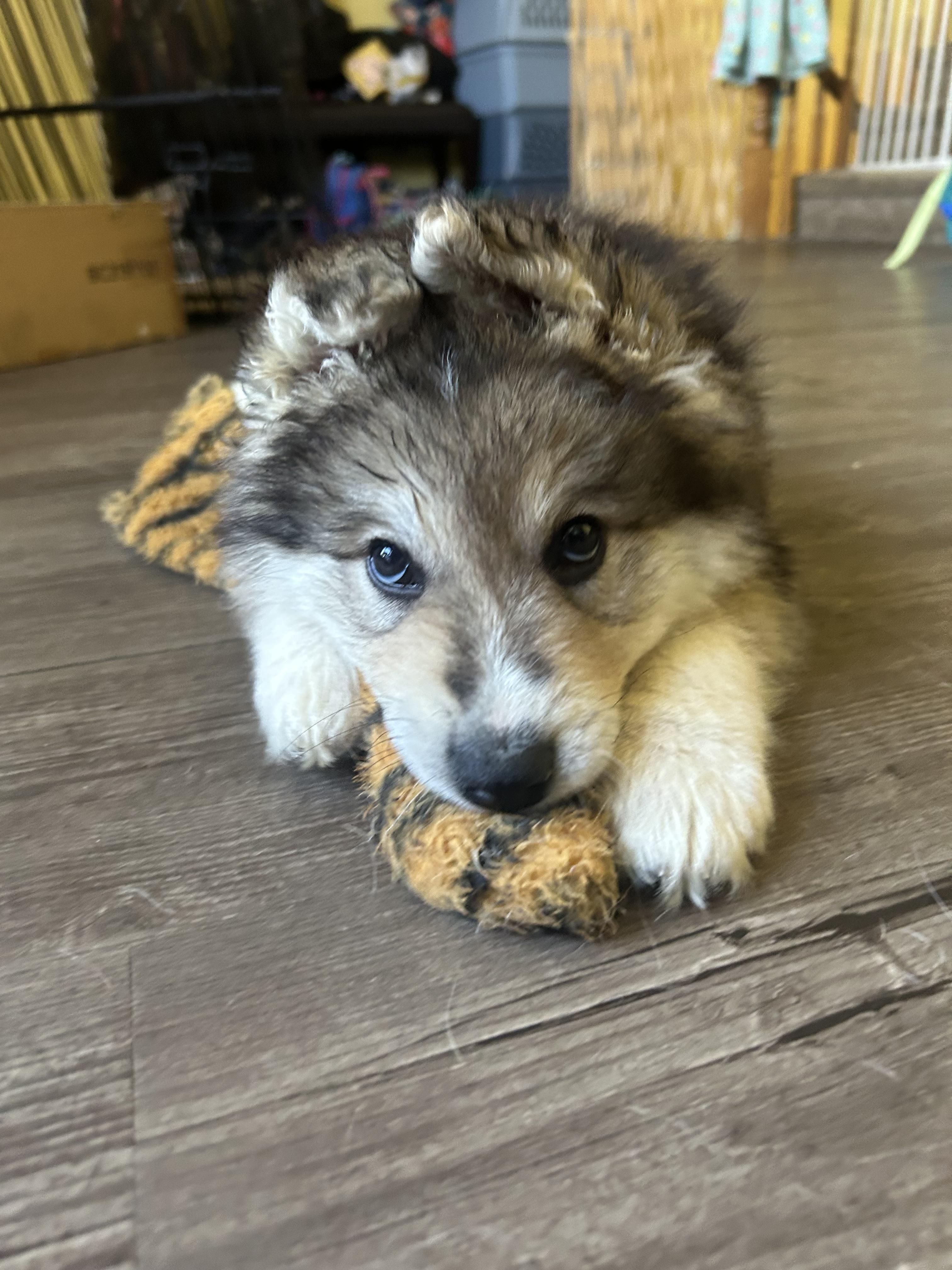 Grits, a Adoptable mixed breed in Saskatoon, SK image 6/6