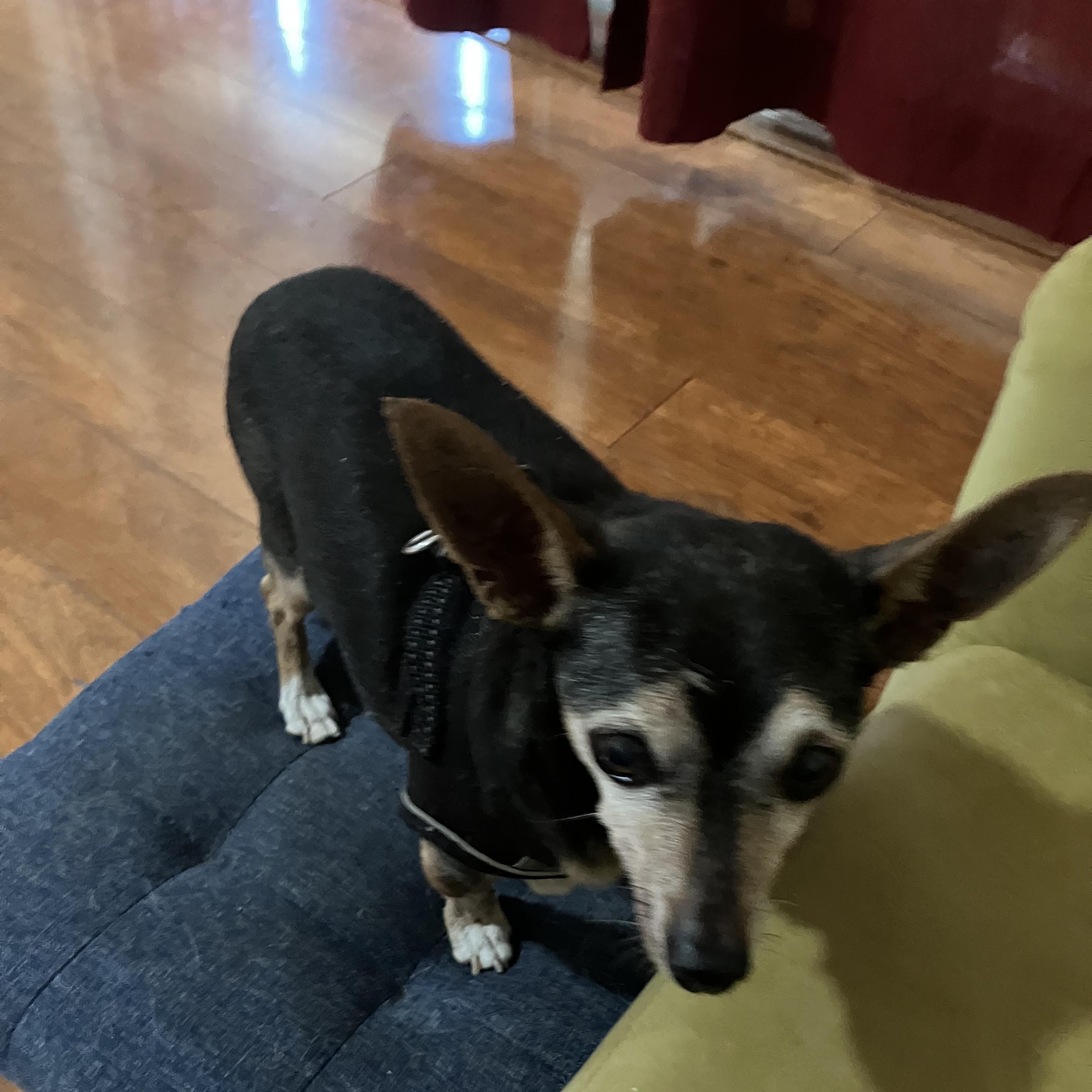 Lonny, ADOPTABLE, Adult Male Chihuahua.