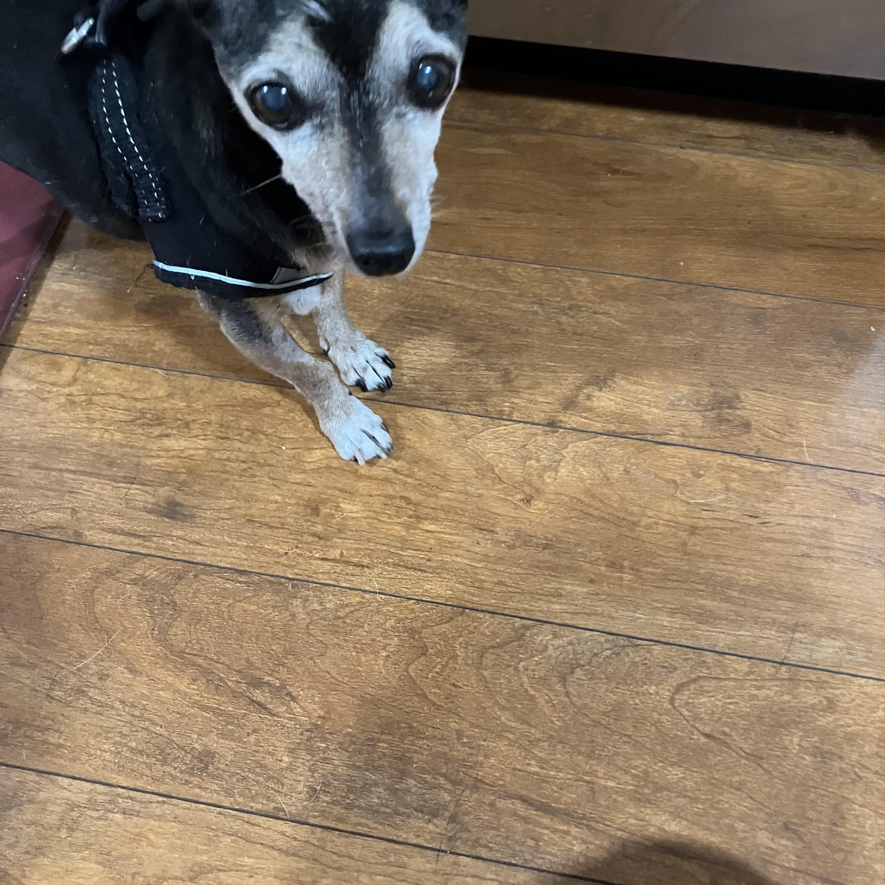 Enlarge Lonny, a ADOPTABLE mixed breed in Wingdale, NY image 2/3