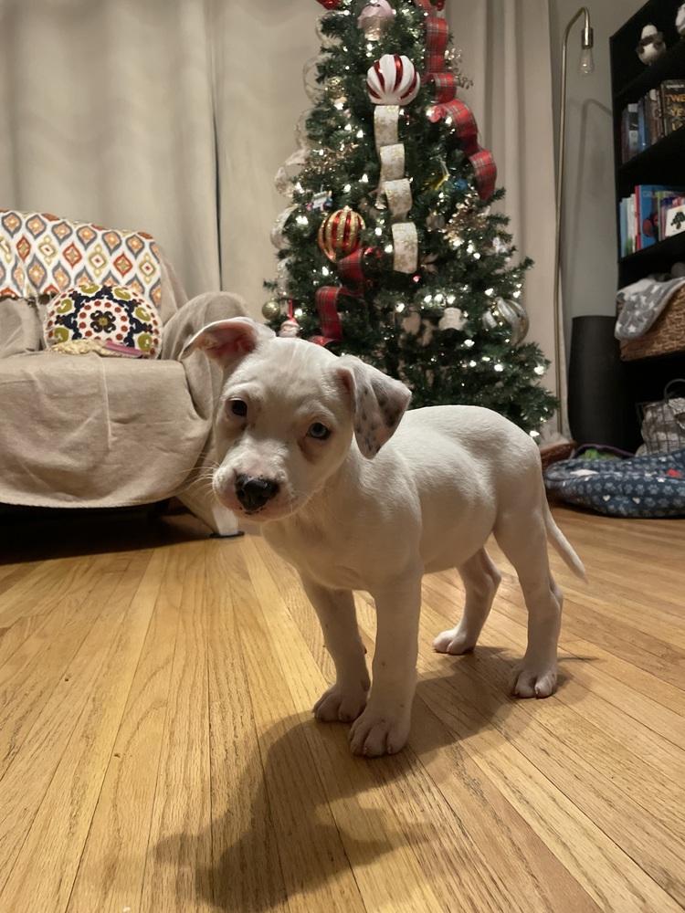 Nyxie, Adoptable, Puppy Female Pit Bull Terrier.