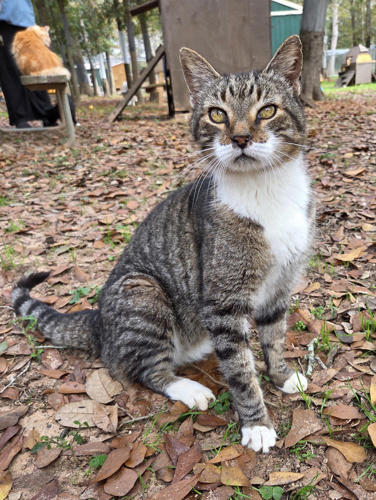 Kitchi, Adoptable, Adult Male Domestic Short Hair & Tabby.