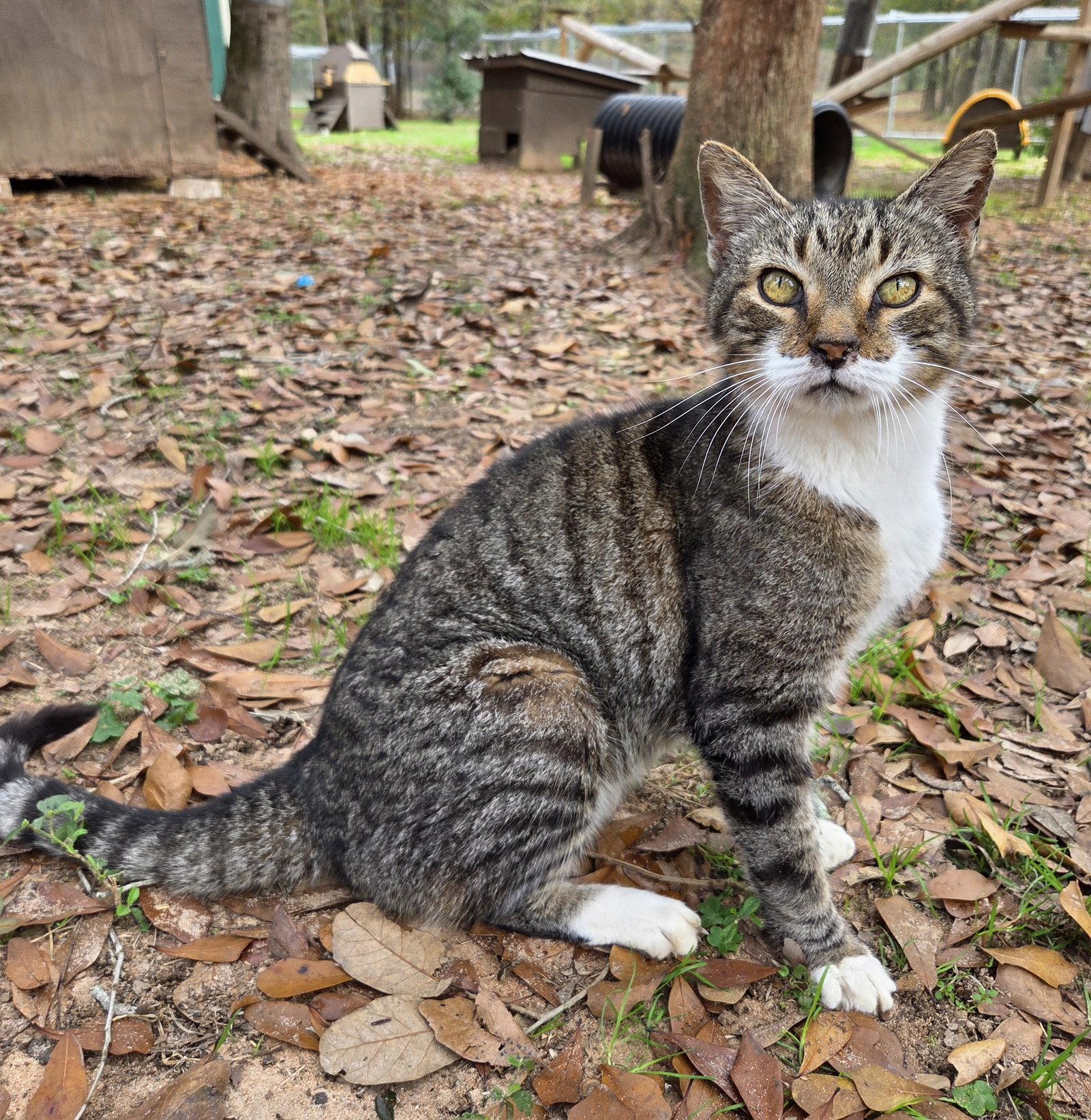 Enlarge Kitchi, a Adoptable mixed breed in Magnolia Springs, AL image 2/3