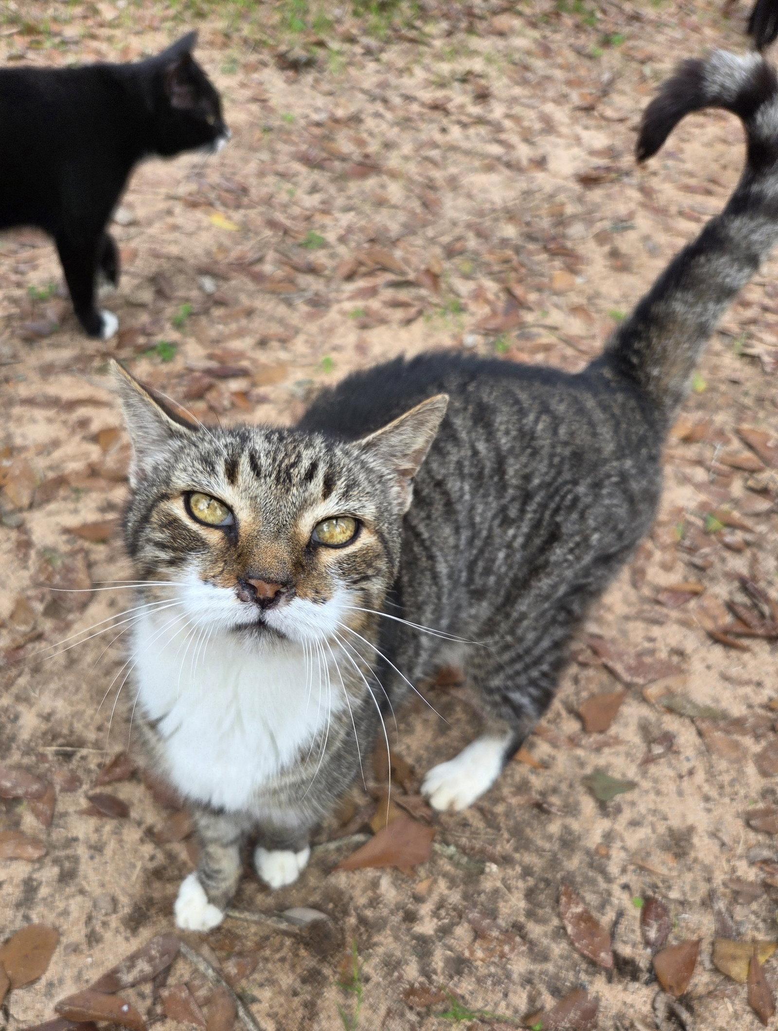 Enlarge Kitchi, a Adoptable mixed breed in Magnolia Springs, AL image 3/3