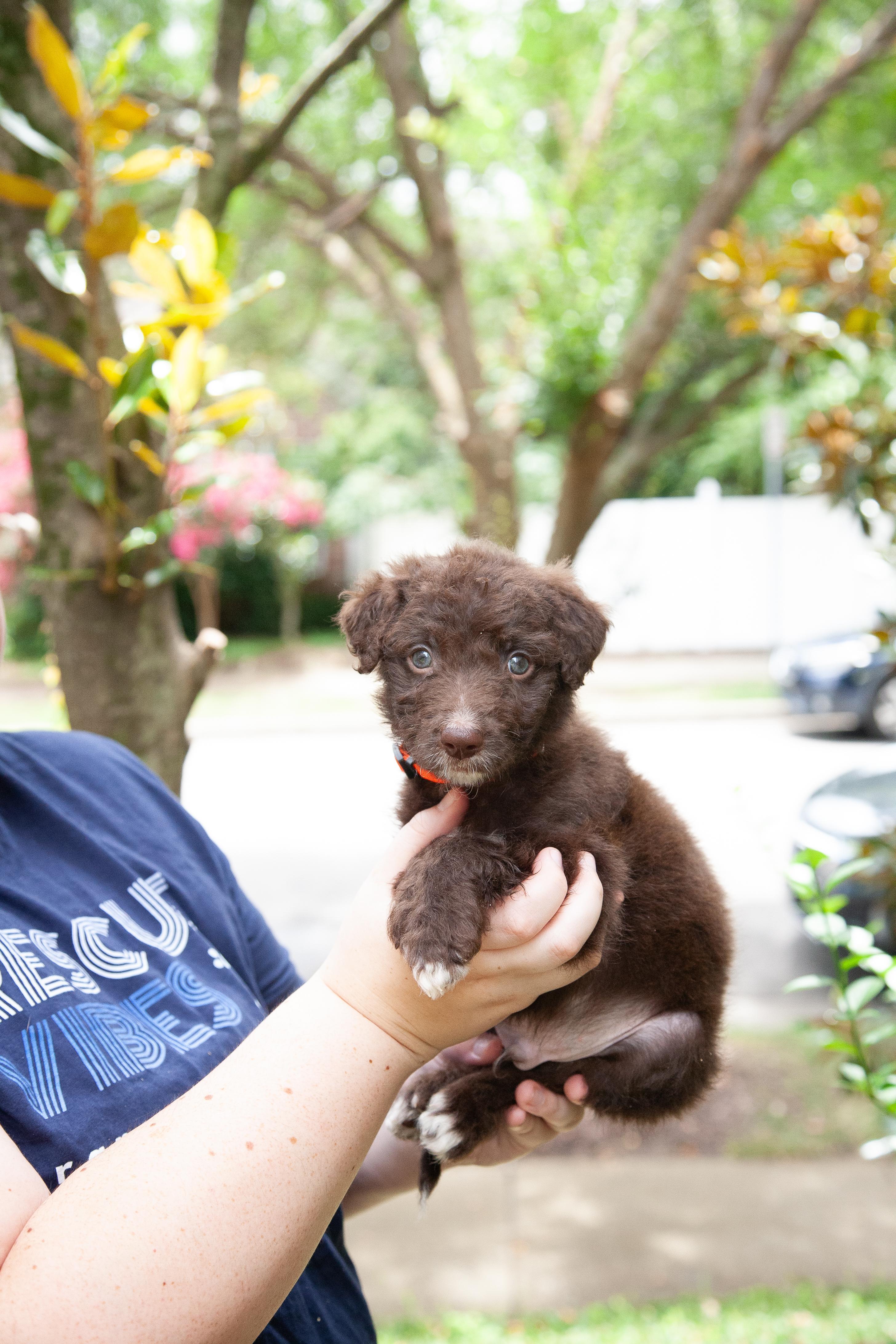 Enlarge Critter, an adopted mixed breed in Franklin, TN image 3/4