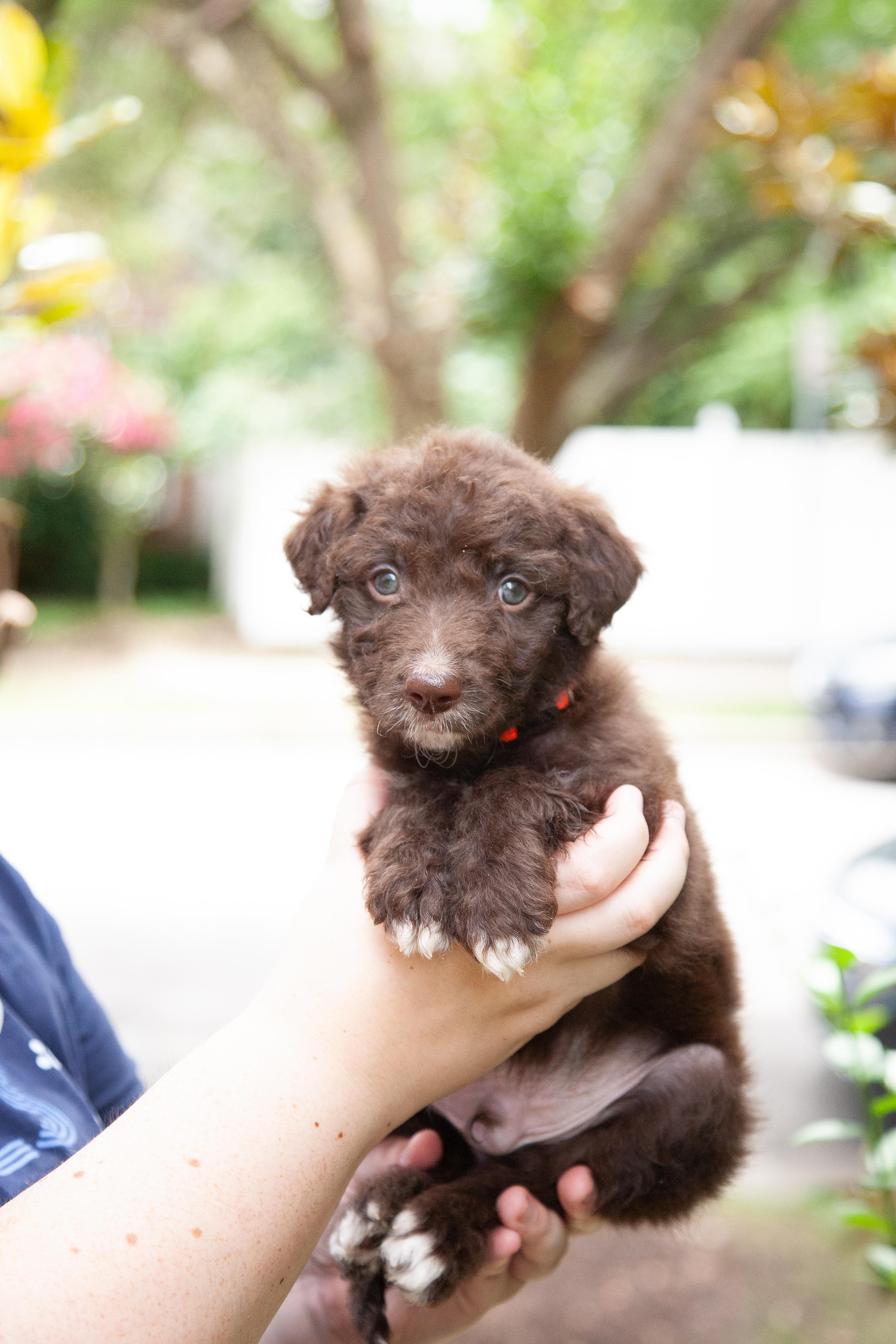 Enlarge Critter, an adopted mixed breed in Franklin, TN image 4/4