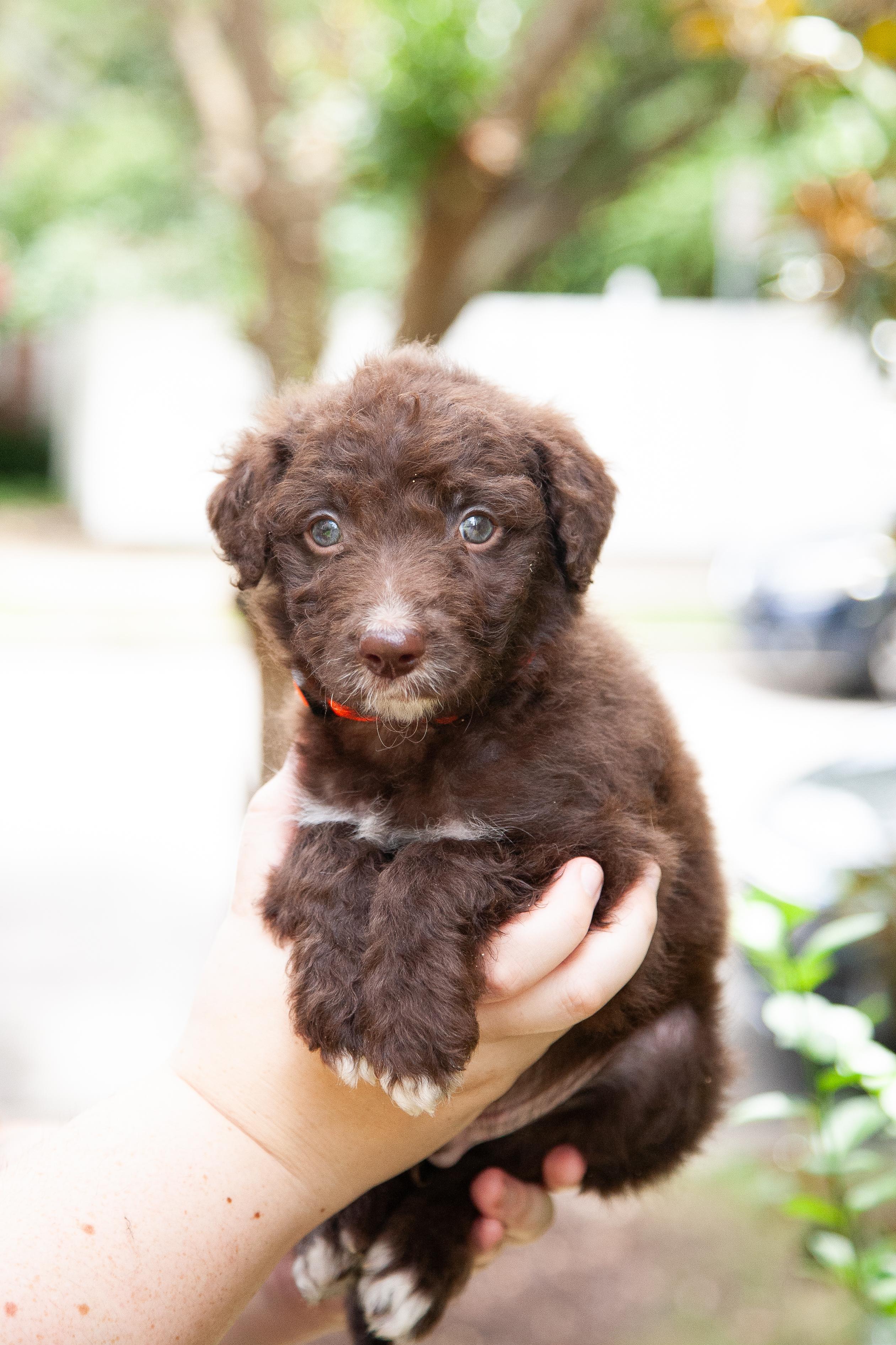 Critter, adopted, Young Male Aussiedoodle & Goldendoodle.