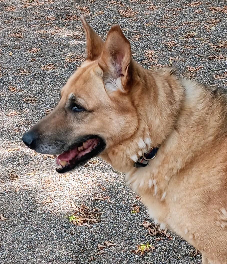 Midas, a German Shepherd Dog