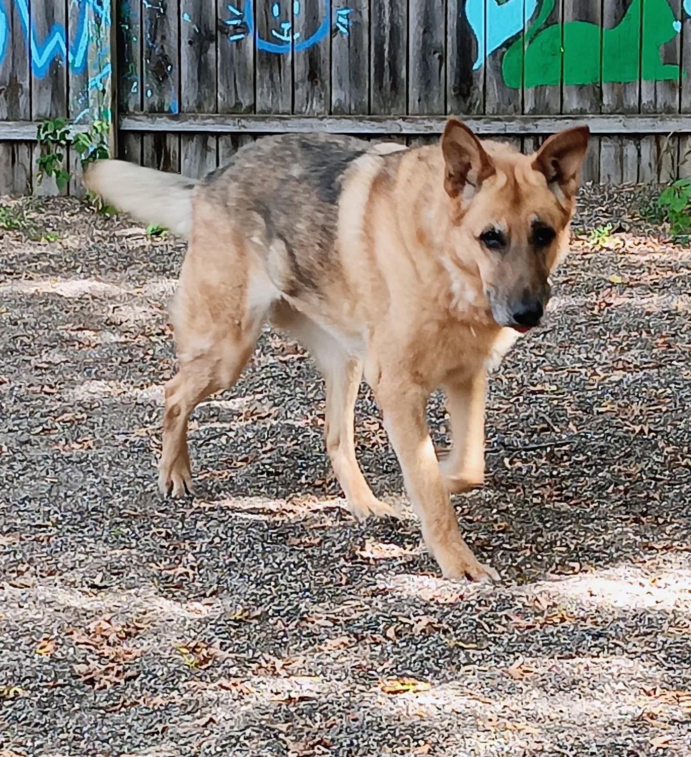 Enlarge Midas, a ADOPTABLE German Shepherd Dog in Red Wing, MN image 2/3