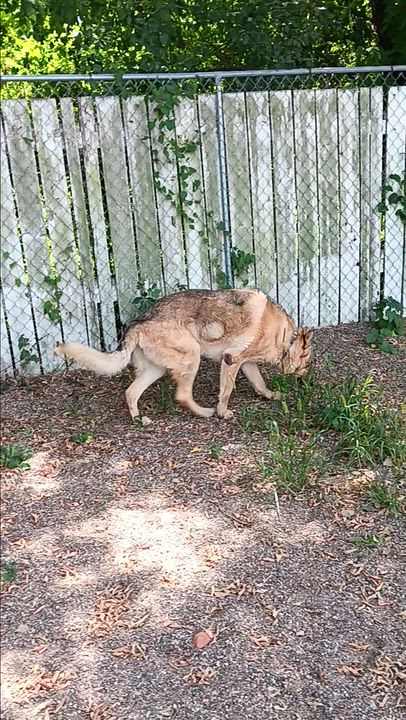 Enlarge Midas, a ADOPTABLE German Shepherd Dog in Red Wing, MN video 3/3