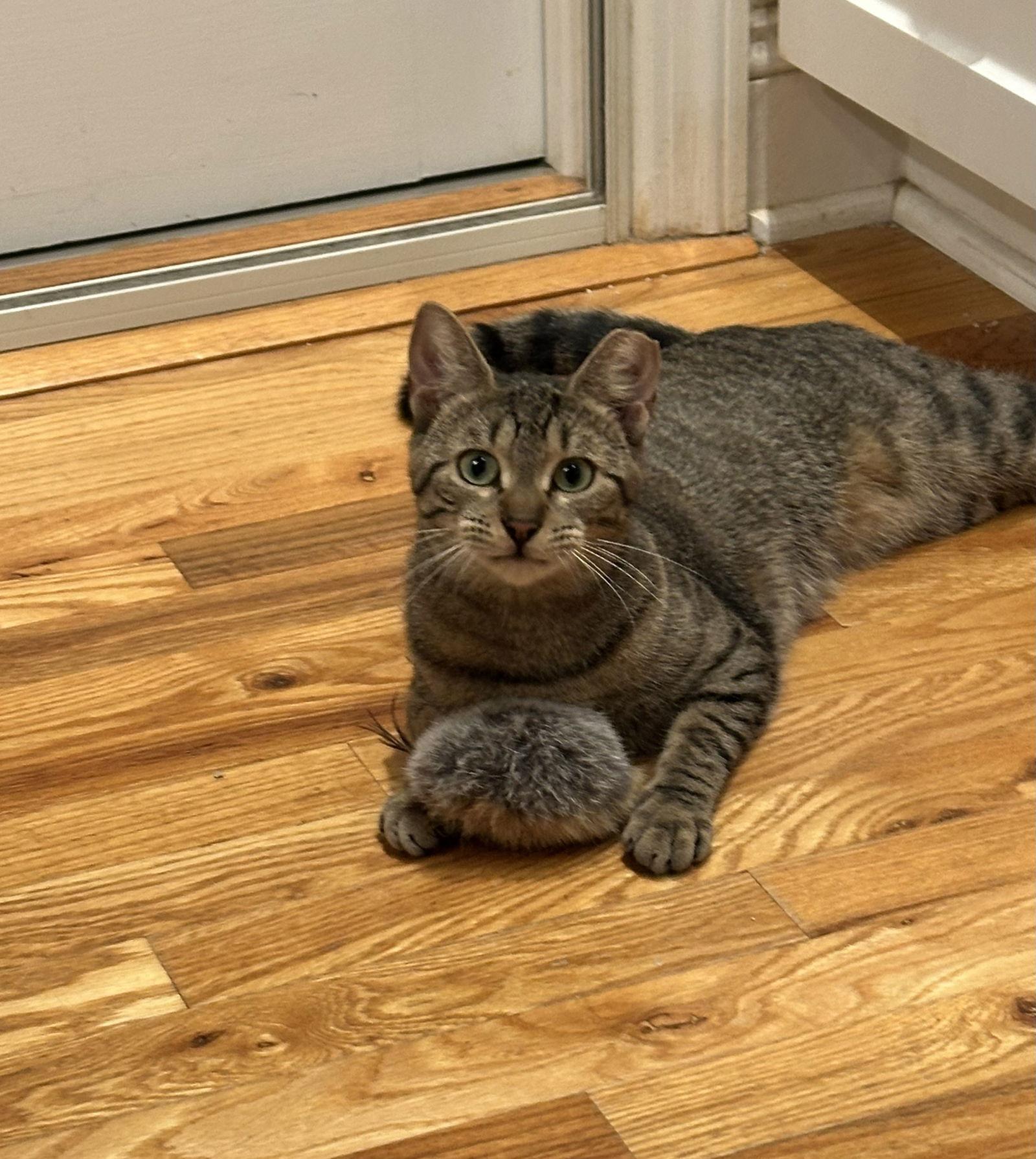 Sasha K, Adoptable, Adult Female Domestic Short Hair.