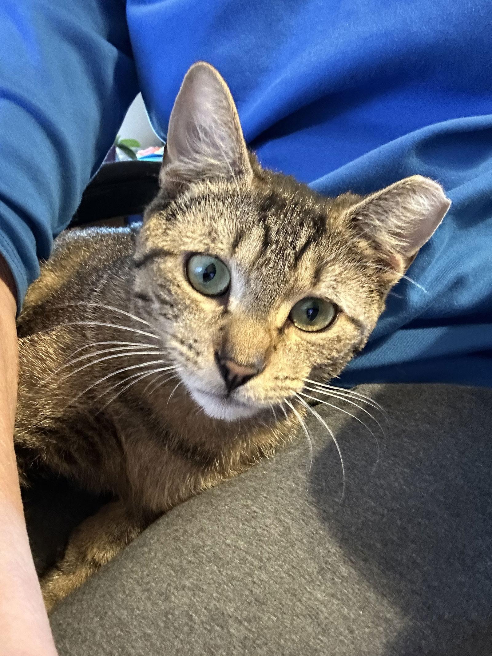 Sasha K, a Adoptable Domestic Short Hair in Trenton, NJ image 2/3