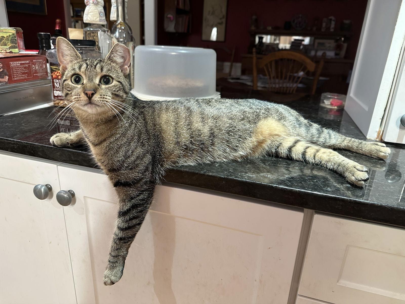 Sasha K, a Adoptable Domestic Short Hair in Trenton, NJ image 3/3