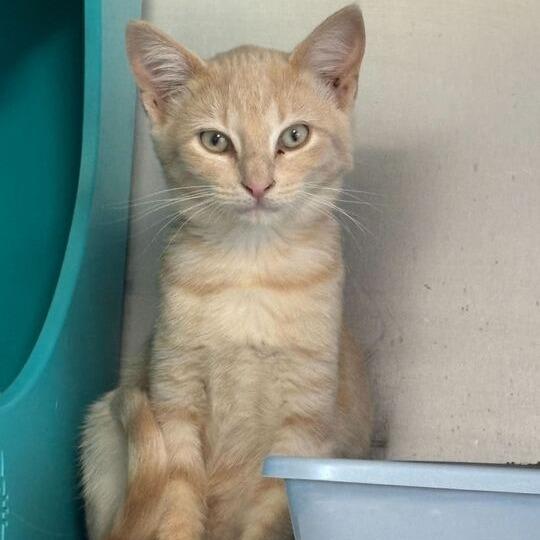 Terracotta, a Adoptable Domestic Short Hair in Driggs, ID image 1/4