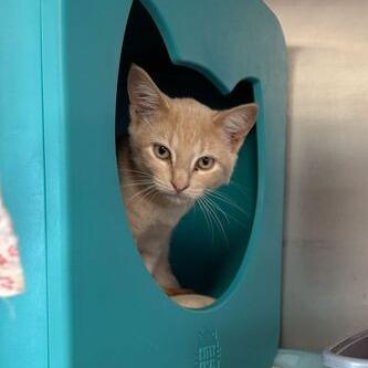 Terracotta, a Adoptable Domestic Short Hair in Driggs, ID image 2/4