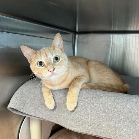 Terracotta, a Adoptable Domestic Short Hair in Driggs, ID image 3/4