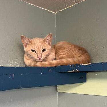 Terracotta, a Adoptable Domestic Short Hair in Driggs, ID image 4/4